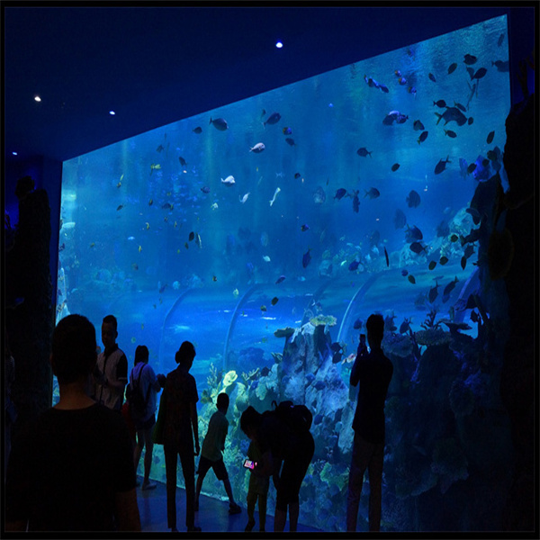 Choisissez les acryliques les plus durables pour des aquariums robustes