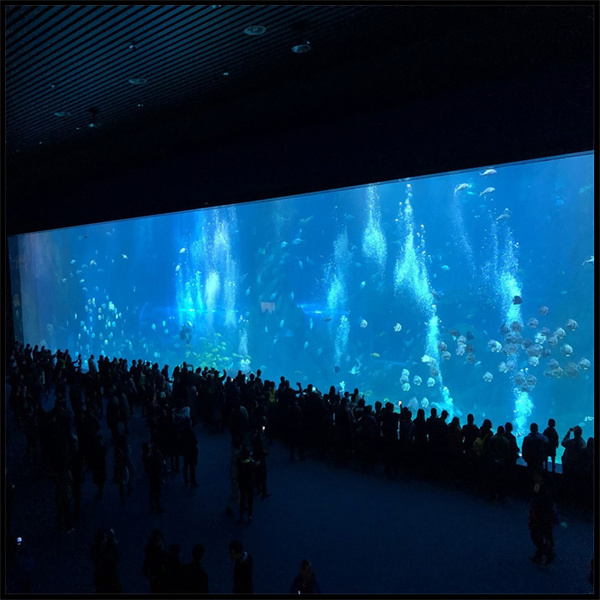 Design Ideas for Your Tank
