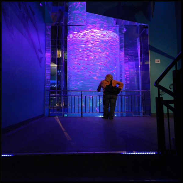 Immerse yourself in the beauty of an acrylic swimming pool that offers unparalleled clarity.