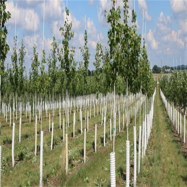 Investissez dans la qualité avec des piquets de jardin en fibre de verre pour tous vos besoins de jardinage
