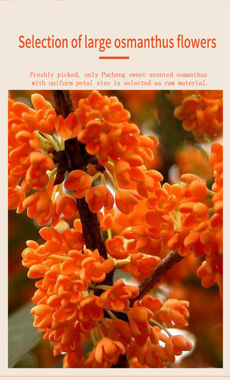 桂花详情_02 桂花详情_02