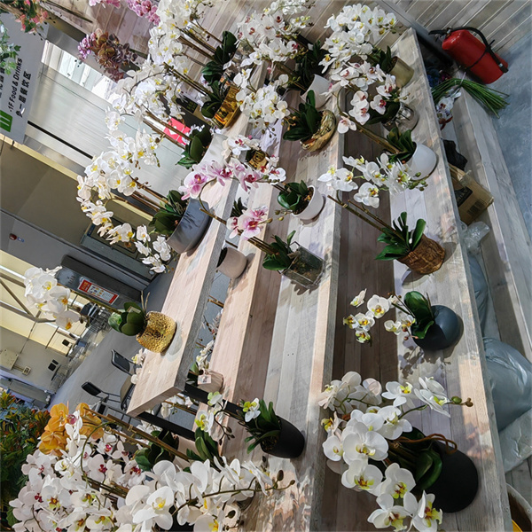 Descubra a História e a Significância Cultural das Orquídeas Phalaenopsis