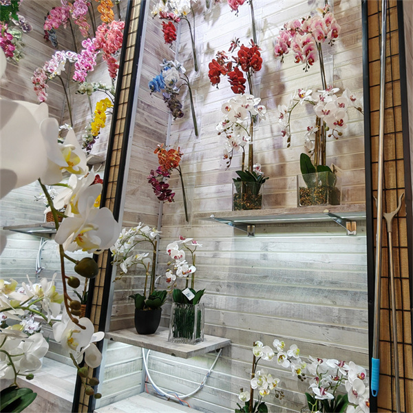 A Beleza e Diversidade das Variedades de Phalaenopsis