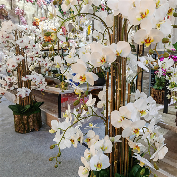 O Ciclo de Vida de uma Phalaenopsis