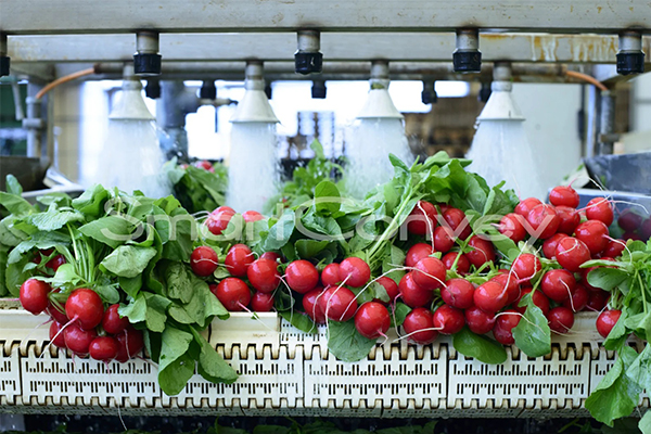 Fruit & Vegetable Industry