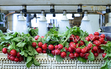 How Conveyors Are Revolutionizing the Food Processing Industry