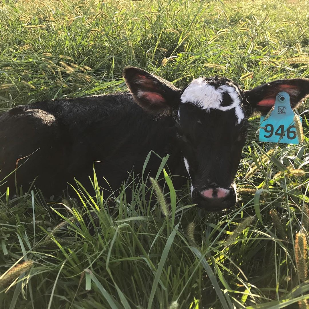 what is ear tags and why you need it -4