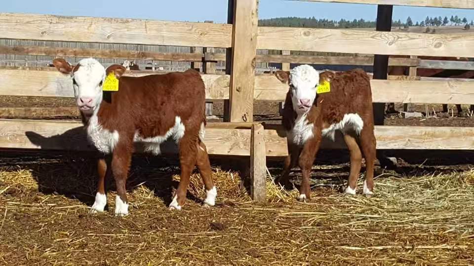 what is ear tags and why you need it -5