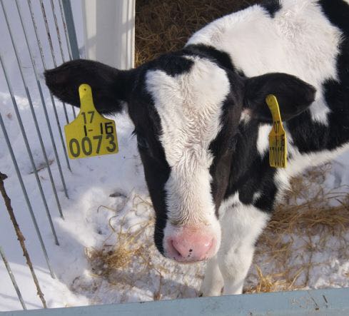 what is ear tags and why you need it -2