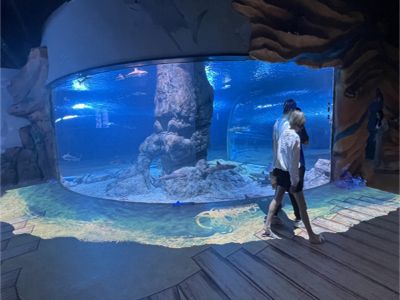 How Aquarium Tunnels Are Transforming Aquatic Exhibits and Attractions