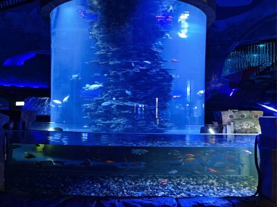 Custom Acrylic Aquariums: A Modern Solution for Aquatic Displays