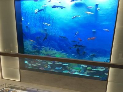 How to integrate interactive elements with your Custom Acrylic Aquarium