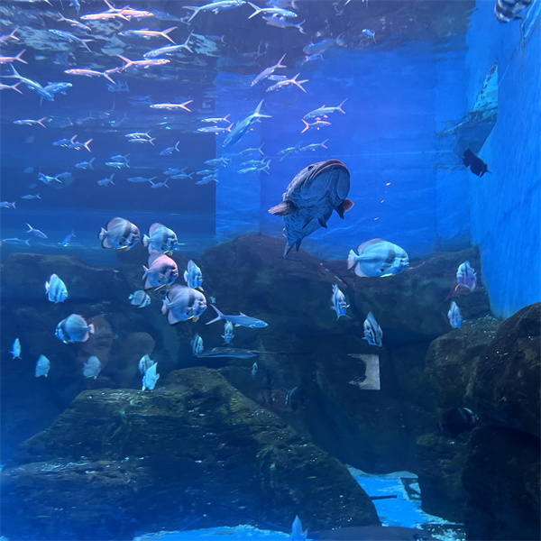 Wys jou akvarium in 'n groot akryltank