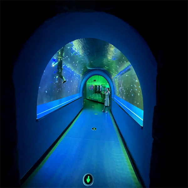 A mesmerizing journey through marine creatures