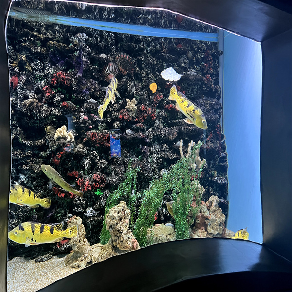 Nada con los peces grandes en este impresionante acuario en venta.