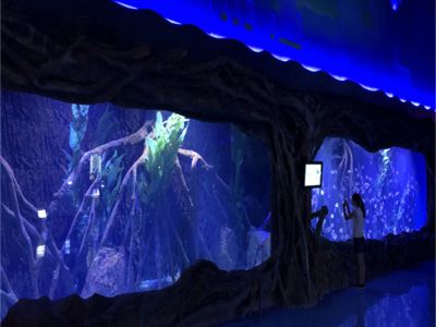 The Benefits of Integrating Aquarium Tunnels into Your Commercial Space