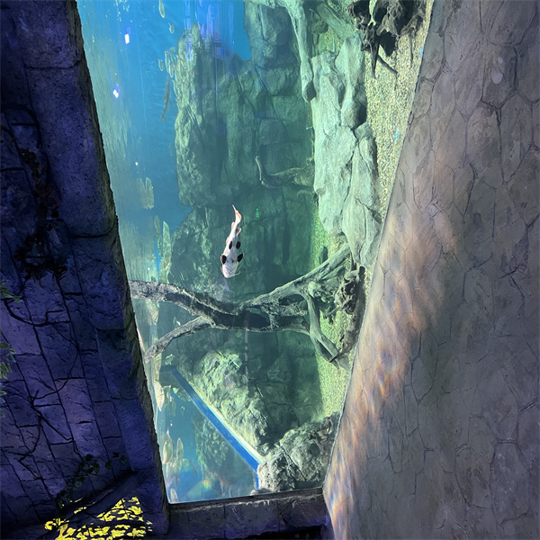 Why Invest in a Custom Acrylic Fish Tank for Your Aquatic Pets?