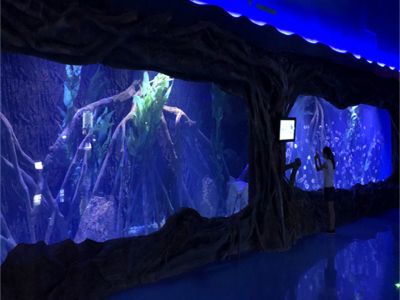 How Large Acrylic Aquariums Can Transform Your Space