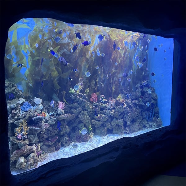Creating a Stunning Aquascape with an Acrylic Tank