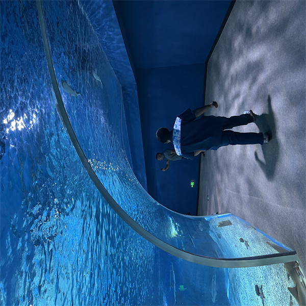 Journey through the ocean's beauty and mystery in our captivating ocean tunnel aquarium