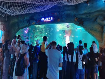 The Benefits of Using Acrylic Materials in Your Aquarium Tunnel Design