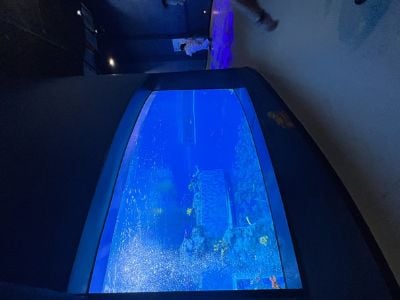 Why Aquarium Tunnels Are the Perfect Addition to Modern Aquariums