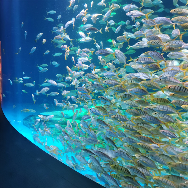 Návrh na míru vyrobených oceanarií pomocí kvalitních akrylových materiálů