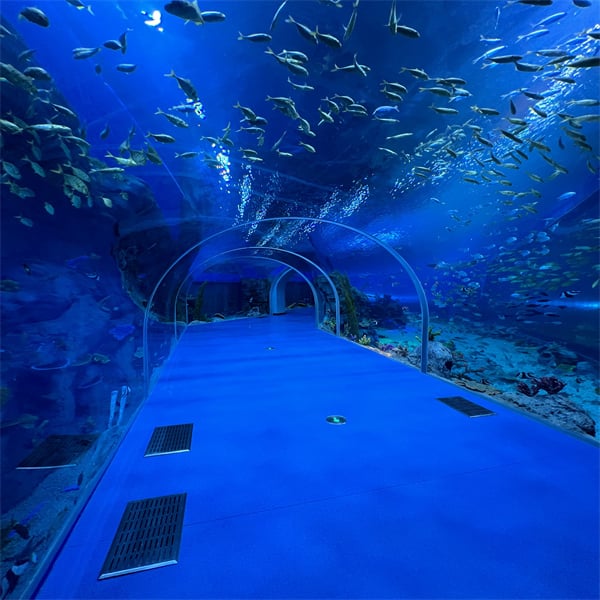 Get up close and personal with marine life in an acrylic aquarium tunnel