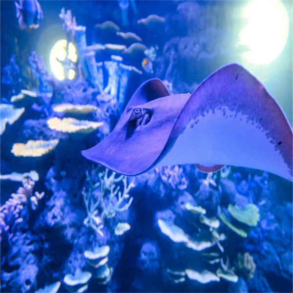 Amalgamate Your Aquatic Experience With Contemporary Acrylic Custom Aquariums