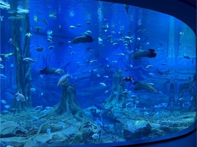 Underwater Restaurant Projects: The Intersection of Fine Dining and Marine Life