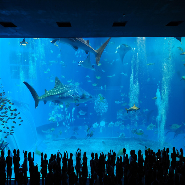 Building an Aquarium from Scratch