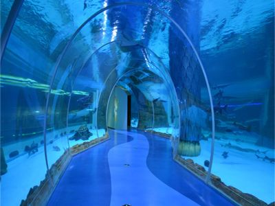 Why acrylic clarity outperforms glass in a thick Aquarium Tunnel