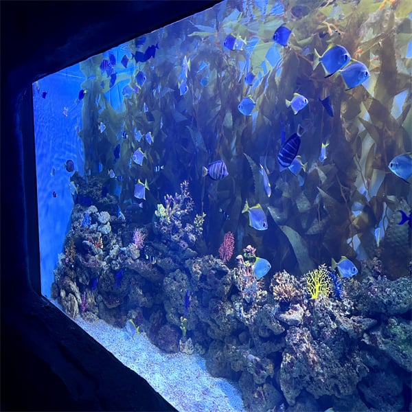 Escape into a World of Aquatic Wonders with a Big Size Aquarium at Home