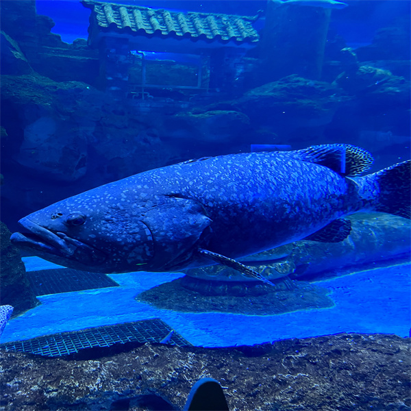 The Design and Maintenance of Large-Scale Commercial Fish Tanks
