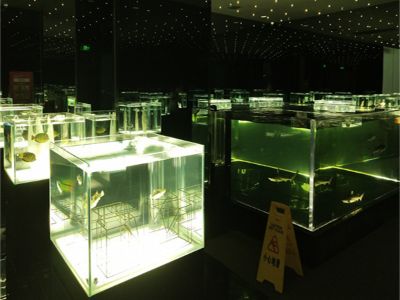 Why Acrylic Aquarium Tanks Are Becoming the Top Choice for Aquatic Enthusiasts