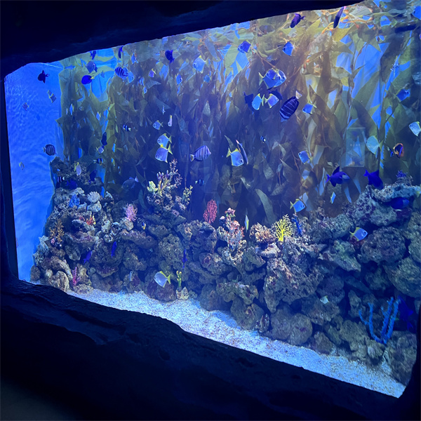 A Fascinating Journey through an Impressive Indoor Aquarium