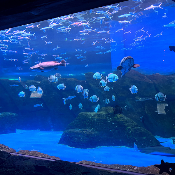 Skep 'n serene onderwater oase met 'n groot akryltank