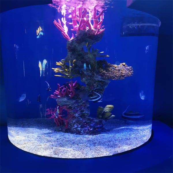Take Into Account the Needs of Your Fishy Friends