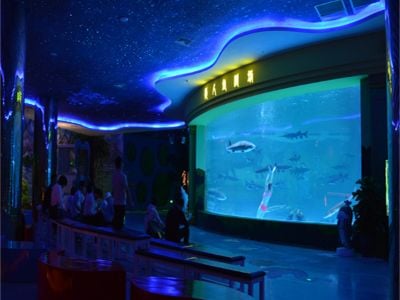How to Care for Your Custom Acrylic Aquarium to Ensure Longevity