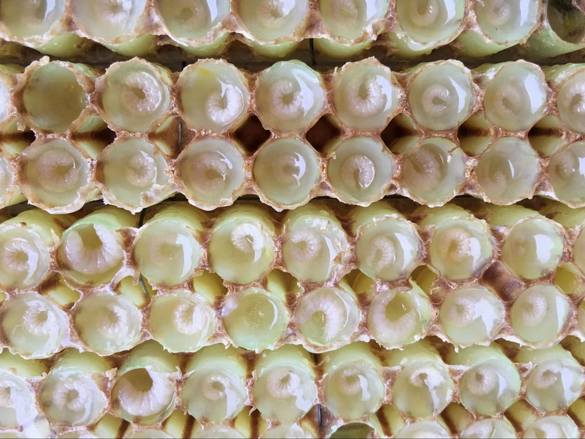 What is Royal Jelly?