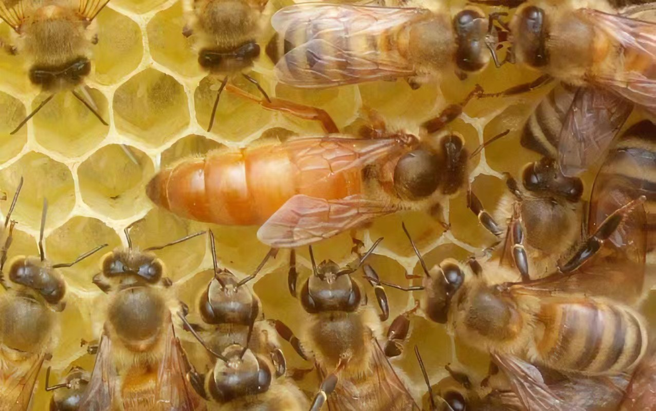 What is Royal Jelly?