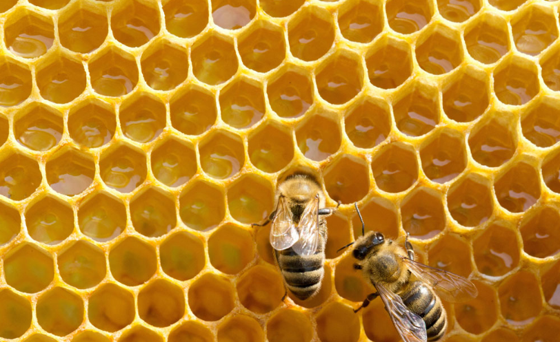 What is Beeswax?