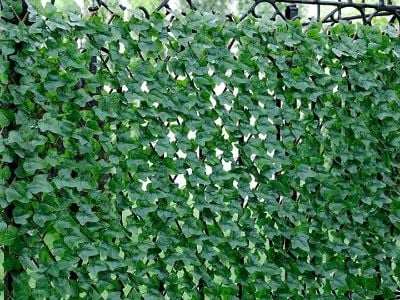 حصاربندی طبیعی از شاخه‌های درخت بید: راه‌حل‌های پایدار برای خصوصی‌سازی باغ‌ها