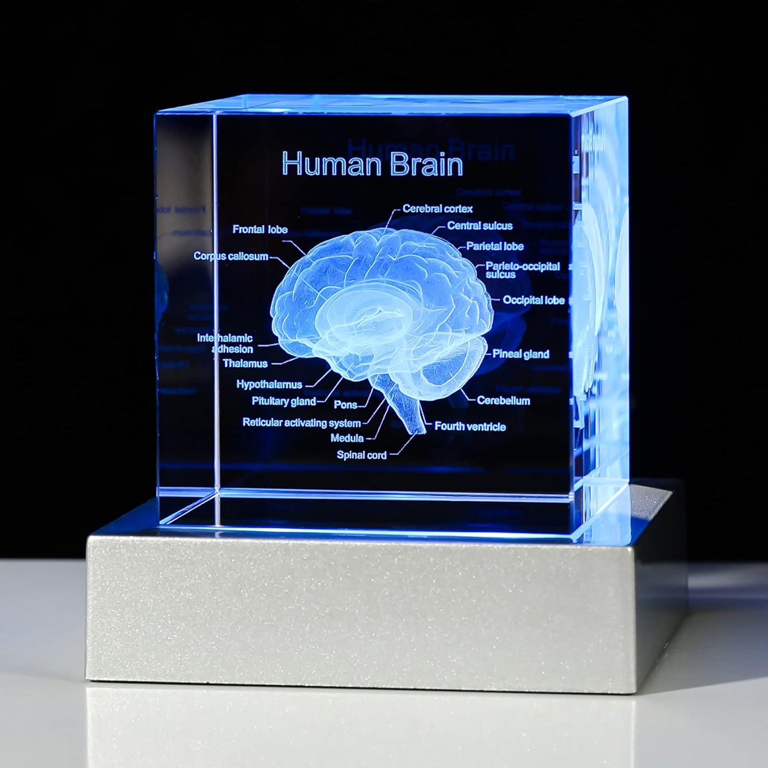 Human Heart k9 crystal cube 3d laser engraving Anatomical Heart Glass crystal models craft for Science Medial Surgeon Gifts factory