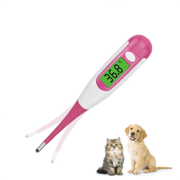 Halten Sie Ihre Katze bequem und gesund mit regelmäßigen Temperaturmessungen