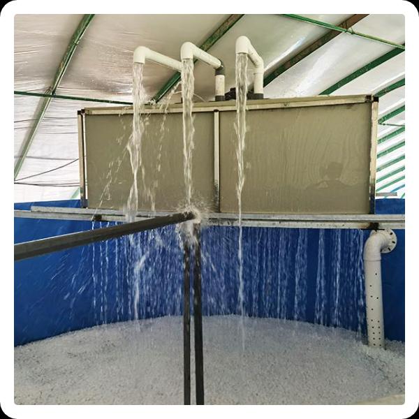 Fonctionnement d'un filtre biologique pour poissons afin de maintenir la qualité de l'eau