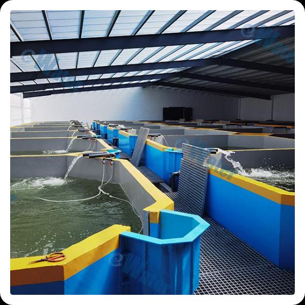QoS ແລະປາຈາກ Ras Aquaculture