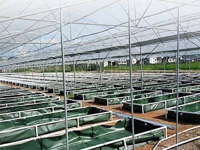 Aquaponics System Design for Commercial Food and Fish Production
