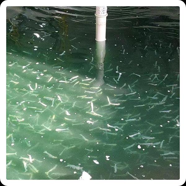 How Aeration Systems Work