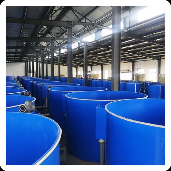 Grouper Fish Farming Innovation